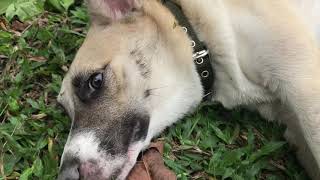 【Funny Dog Videos 狗狗搞笑影片】原来狗也有怪癖 Dog Quirk is? ! #funnydog #dog #animals #cutedog