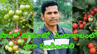 సాహో టొమాటో ఎండాకాలంలో ఎలా పండించాలి/villagelife Natural/agriculture