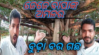 ଗାଁ ପାଖରେ ରହିଛି ସର୍ବ ପୁରାତନ ବୁଢା ବରଗଛ/ Bigest Banian Tree/ Village Vlog/ #vlog // @odiapuavlogs46