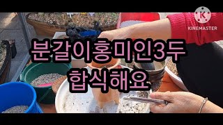 다육이 묵둥이 홍미인3두 분갈이 합식해 줬어요