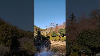 吾妻公園 ハス池周辺の風景 桐生市 20241215