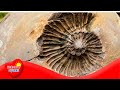 Punctuated Equilibria and Speciation - More Grades 9-12 Science on the Learning Videos Channel