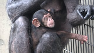 ②☔️The Furt family on a downpour day Chimpanzee Asahiyama Zoo