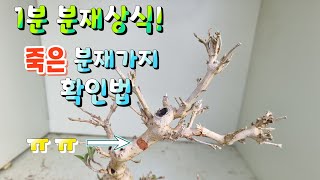 [1분 분재상식] 죽은 분재가지 확인법- 새싹분재원TV Sprout Bonsai TV