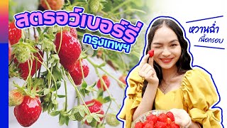 สตรอว์เบอร์รี่ญี่ปุ่นพันธุ์อากิฮิเมะปลูกในกรุงเทพ | วิถีสี่ภาค | วาไรตี้สี่ภาค EP.71