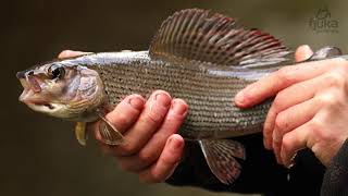 Grayling Fishing On The River Don