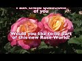 the rose miracle