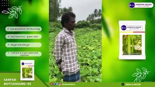 #SarpanHero Best Lauki Seeds | Bottlegourd Seeds | Sarpan BottleGourd - 55 | Virus Free | 8884448098