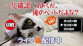 【猫ライブ】一応確認しておくが、俺のベットだよな？ 2025.2.7【後半】猫の寝姿が中心になりますので動きがほぼありませんｗ