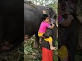 kerala cute baby and elephant funny video🥰ഇങ്ങനെ പേടിക്കല്ലേടാ ആനേ😆😆ചട്ടക്കാരന്റെ നിൽപ് കണ്ടാ പാവം😬