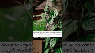 Betel leaves health benefits get these 7 benefits