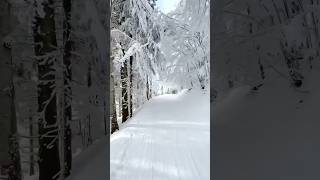 Astonishing path in Romania-Apuseni Mountains,large mountain chain,a subgroup of Carpathians #shorts