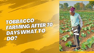 Tobbacco Farming after 70 days what to do for growth? (તમાકુ વાવ્યા ના 70 દિવસ પછી શું કરવું જોઈએ?)