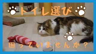 【猫のベンガルとノルウェージャンフォレストキャットと猫のトイレ事情】とりあえずこれ選んでおけば大丈夫なトイレ選び