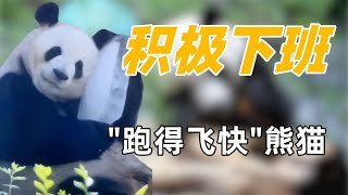 “跑得飞快”熊猫：下班有多积极？晚跑一秒就是对自己的不尊重！【追娱秀场】