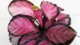 TANAMAN HIAS CALATHEA CRIMSON SUBUR SEKALI, RIMBUN, ROSET, SEHAT MAKIN MEWAH💯