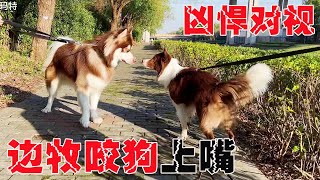 刚出门边牧就凶悍咬狗，没见过这么凶猛的，这可得看好了！【犬道app】