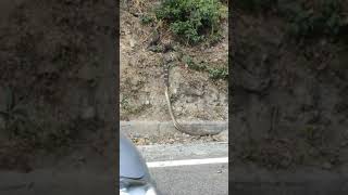 ராஜ நாகம் சாரை பாம்பை விழுங்கும் காட்சி - King Cobra eats Rat snake in UP