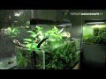 Nature Aquarium Academy - part 1