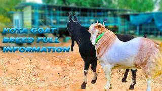 KOTA BREED INFORMATION | INDIA KI SABSE POPULAR GOAT BREED