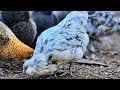 Will Pigs Eat Chickens Or Turkey?  _ Moving Duck Flock To Their Dream Home // Whitt Acres