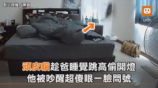 頑皮貓趁爸睡覺跳高偷開燈 他被吵醒超傻眼一臉問號｜動物｜搞笑