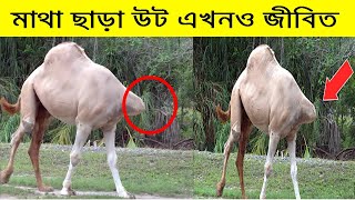 মাথা ছাড়া একটি উট | A camel without a head, Optical illusions that will Blow Your Mind TheDopeBanlga