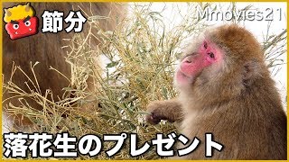 ニホンザルに落花生のプレゼント　Japanese macaque on snow