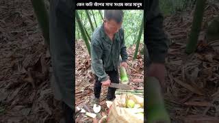 কেন চায়নারা কচি বাঁশের সাদা অংশ সংগ্রহ করে | Why Chinese People Collect Bamboo | #youtubeshorts