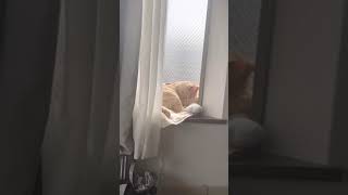 授業中に眠くなった学生みたいに寝る猫