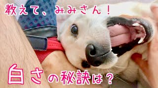 みみ、白さの秘訣はオレンジ？【ラブラドール子犬】Why is Labrador Mimi white? #66