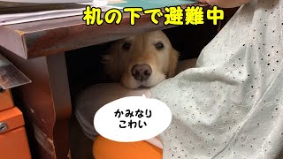 雷になんか負けないで！ゴールデンレトリバーのはっち