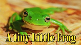 The Group of Frogs - Encouragement | Inspiring Speech and stories