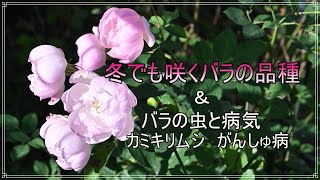 冬の庭【１２月に咲いているバラ＆バラの虫と病気】ガーデニング/イングリッシュローズ/ツルバラ/癌腫病/カミキリムシ/暮らしを楽しむVlog