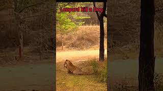 Leopard killed a dog in forest area #trending #viral #youtubeshorts #viralvideo #shortsvideo