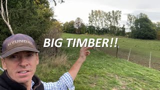 Felling large Poplar trees