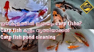 ഈ ചെറിയ കുളത്തിൽ ഇത്രയും Carp fish? This much of carp fish in this small pond. Carp pond cleaning.