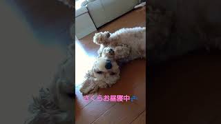 お昼寝💤しているマルプーさくら！ #マルプー #さくら #ミックス犬 #癒し動画 #お昼寝 #shorts