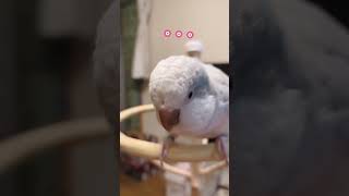 自分の名前を囁いてくるインコ※音量をあげて最後まで聴いてください🤣※  vlog#68 オキナインコ