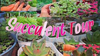 Succulent Tour | Common,korean succulent \u0026 imported collection | Philippines 🍃