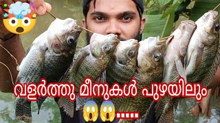 നാട്ടിൽ വളർത്തുന്ന മീനുകൾ പുഴയിൽ എങ്ങനെ വന്നു 🤔തിലോപ്പിയ.... മഴയത്ത് കുളങ്ങളിൽ വെള്ളം കേറിക്കാണും 🥹🥹