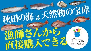 秋田の鮮魚をゲット！ポケマル紹介