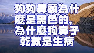 狗狗鼻頭為什麼是黑色的,為什麼狗鼻子乾就是生病