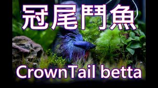 水草缸 新增冠尾鬥魚 welcome my new friend CrownTail Betta