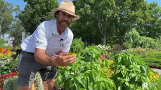 PVG Walkabout Garden Tour: When Basil flowers, does it change its taste?