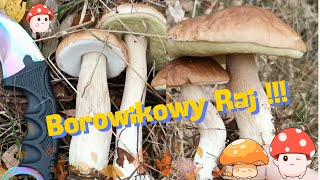 Niezwykłe grzybobranie w lasach Mazowieckich Borowikowy zawrót głowy 👀🌲🍄 @TropemPrzezLas