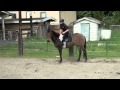 Zandy the Zorse: Clicker Training Groundwork and Under Saddle