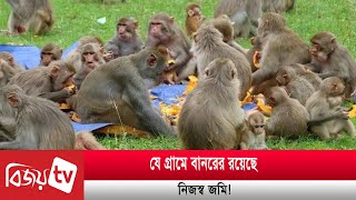 যে গ্রামে বানরের রয়েছে নিজস্ব জমি! Bijoy TV