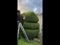 oddly satisfying hedge trim satisfying shorts gardening