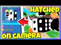 😱Top 5 People Who Hatched ✨Dice Split✨ On Camera! (Bubble Gum Simulator) ROBLOX